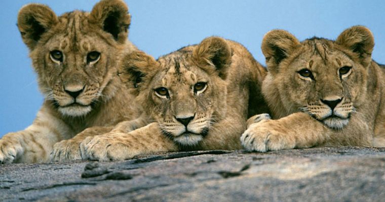 دانلود فیلم گربه های آفریقایی African Cats با پخش آنلاین و دوبله فارسی