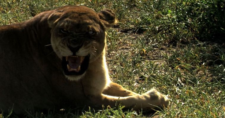 دانلود فیلم آخرین شیر The Last Lions با پخش آنلاین و دوبله فارسی